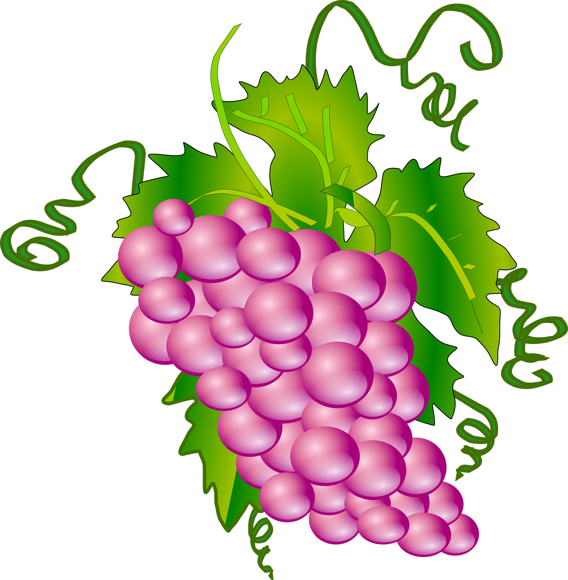 Fruit,vitis vinifera,cartoon grape vector | Free PSD,Vector,Icons