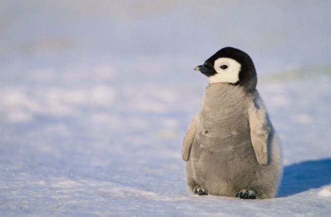 Penguins Have Bad Taste : Discovery News