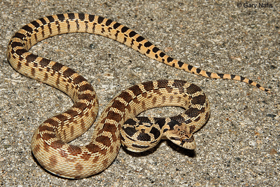 Gopher Snakes found in California