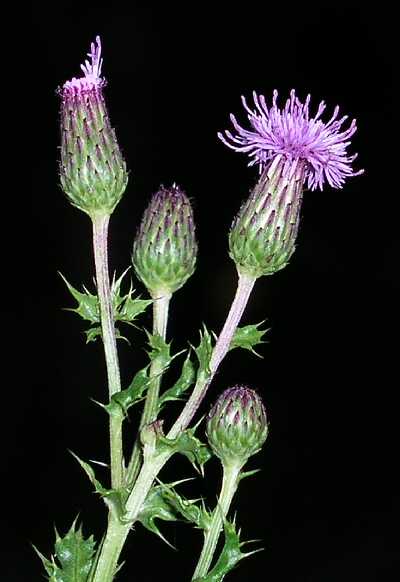 canada_thistle_flower.jpg