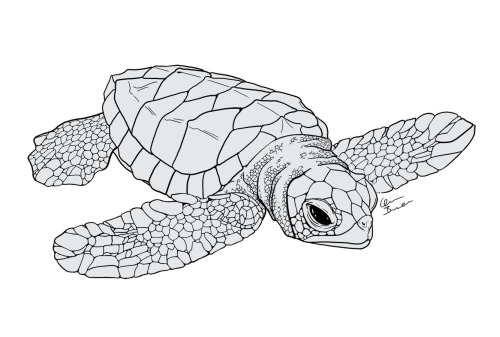 Scientific Illustration | quinnidae: Baby sea turtle I started a ...