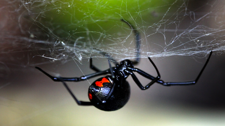 What It Feels Like to Be Bitten By a Black Widow Spider - Tested
