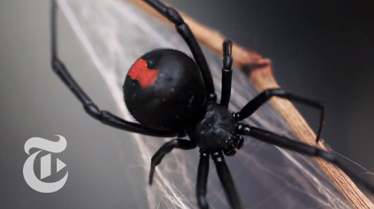 An Encounter With a Black Widow Spider | The New York Times - YouTube