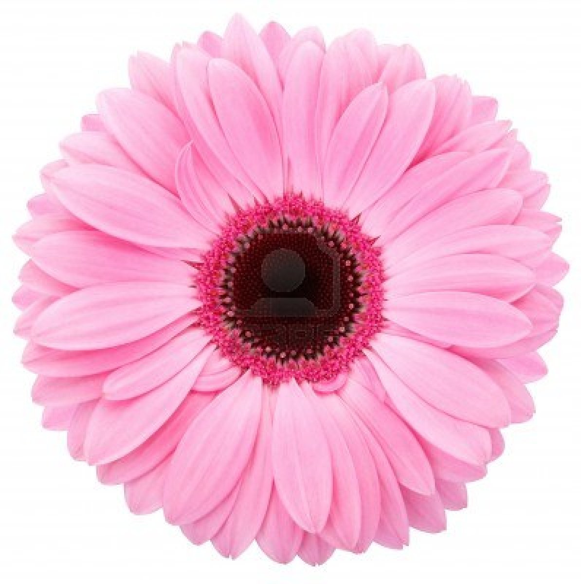 FunMozar – Pink Flowers
