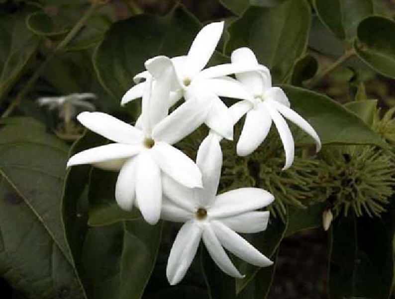 shery's cute pixels art shoppe* -unlimited slots- - Subeta