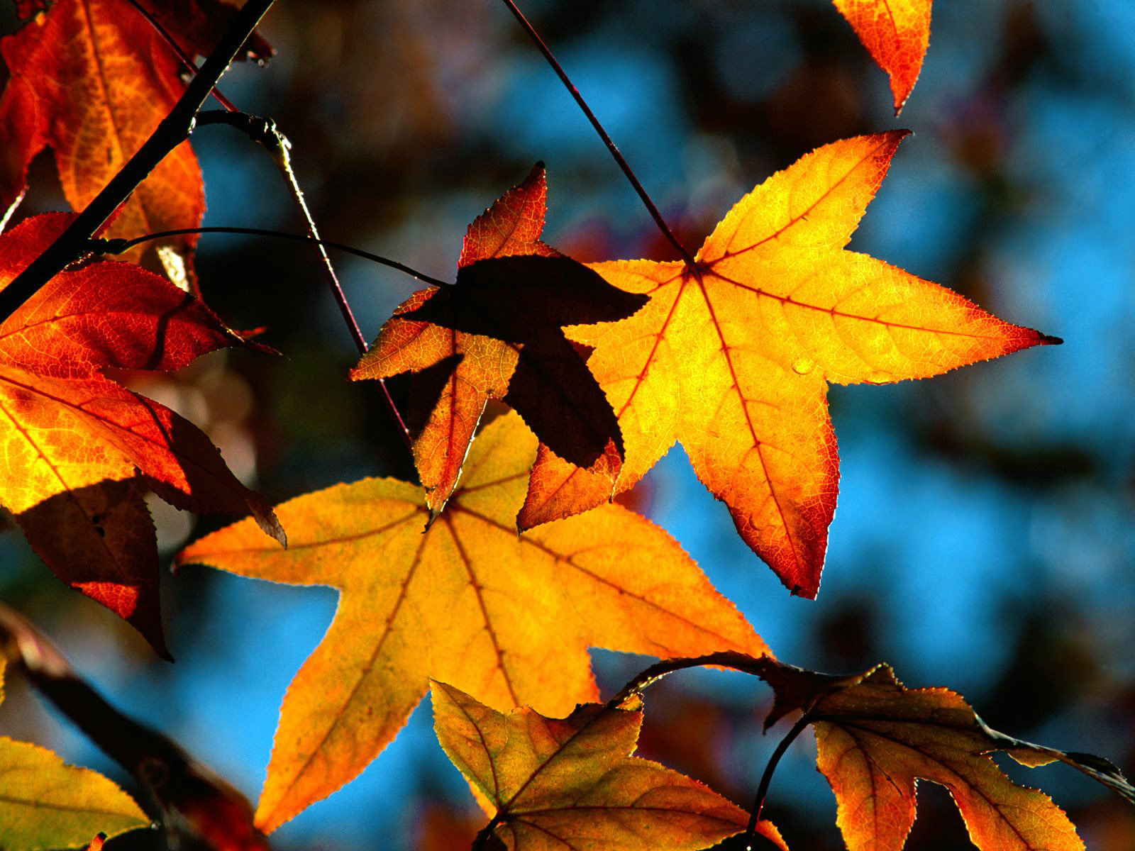 Autumn Leaves and Changing Seasons | Sanctified Rant