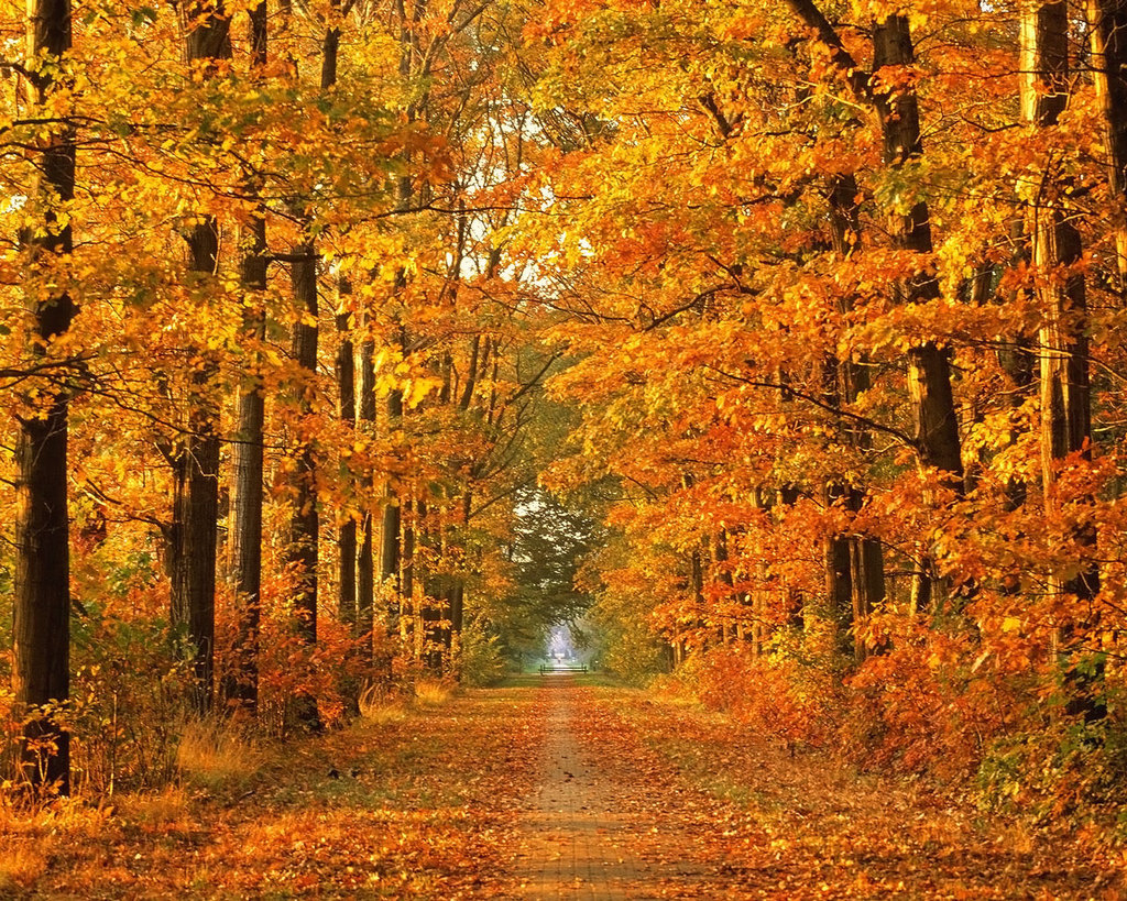 Autumn Leaves : Bruce United Church Cooperative