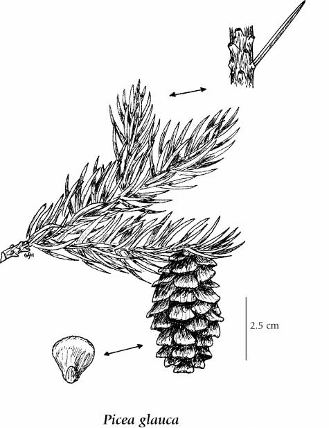 Picea glauca