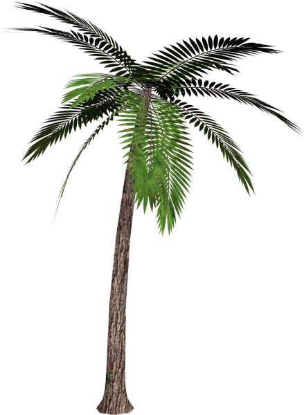 Palm Tree Clipart No Background - Cliparts.co