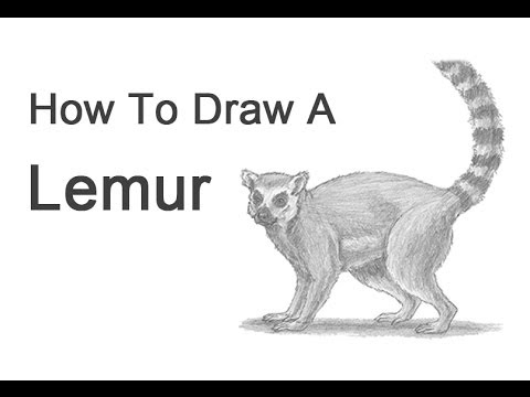 How to Draw a Ring-Tailed Lemur - YouTube