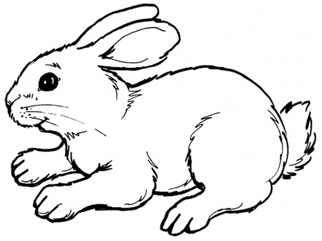 Cartoon Rabbits - ClipArt Best