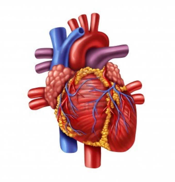 Real Heart Drawing - Cliparts.co
