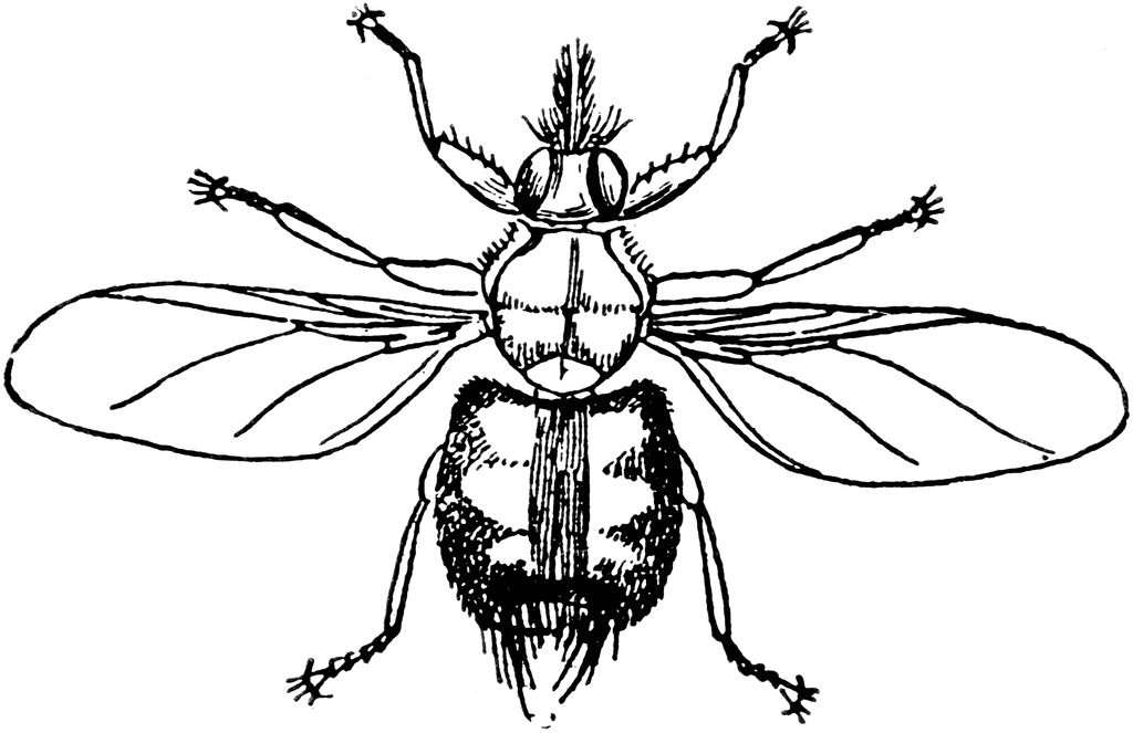Forest Fly | ClipArt ETC