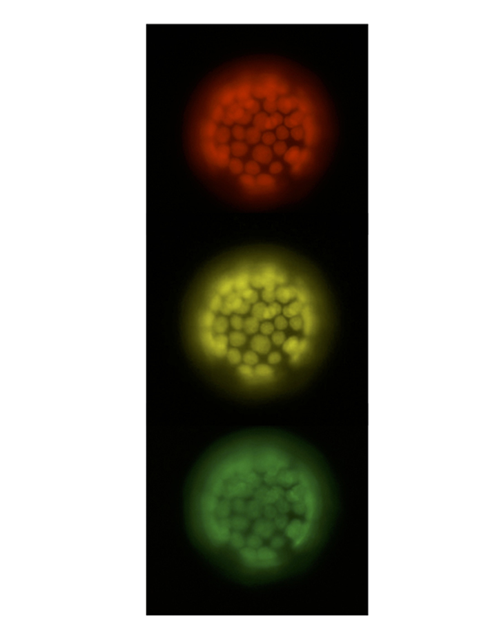 The Art of Cell Biology (Bowdoin, Faculty & Academic Staff)