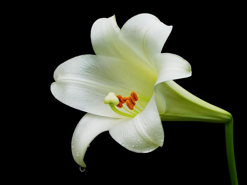 Easter Lily Flower Picture I Alaska Travel Photos Tattoo