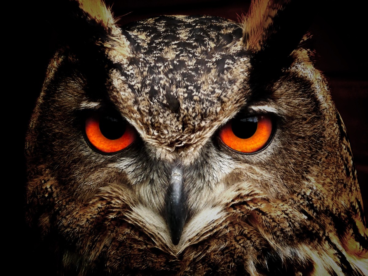 FunMozar – Owl