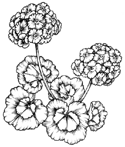 How to Draw a Geranium - HowStuffWorks