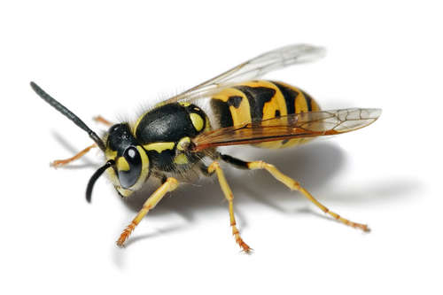 Revealed: the hornet and the sting which are stopping us learning ...