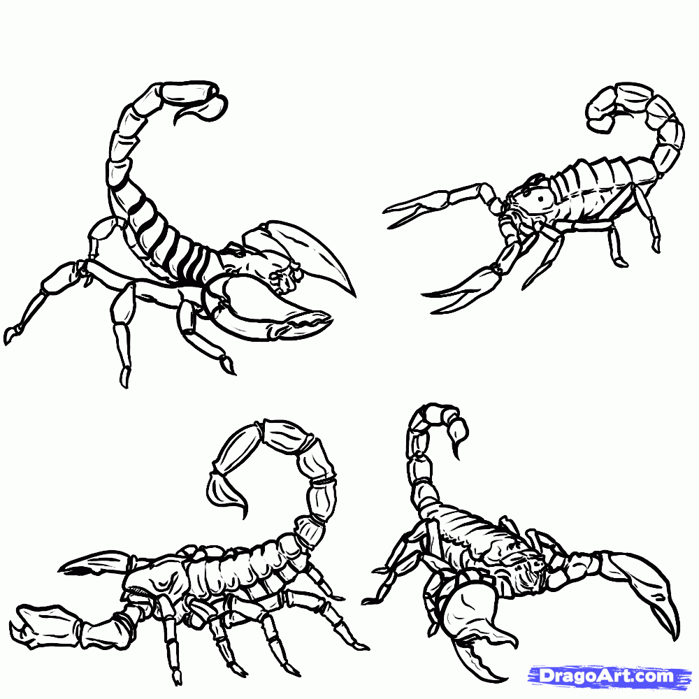 How to Draw Scorpions, Step by Step, Bugs, Animals, FREE Online ...