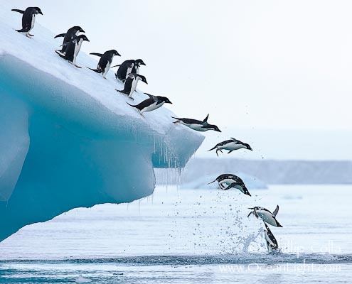 3quarksdaily: Perceptions: March madness amongst Penguins