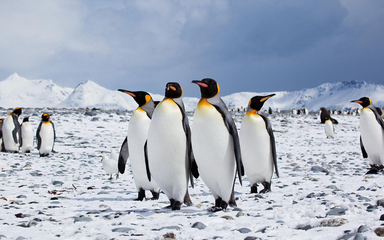 Global warming threatens Penguins - The Hoops News