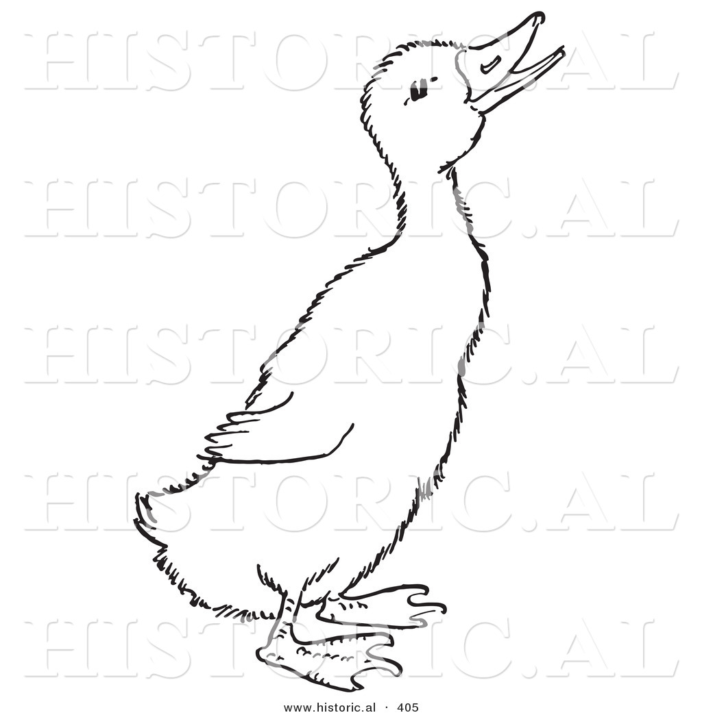 Historical Vector Illustration of a Quaking Duck - Outlined ...
