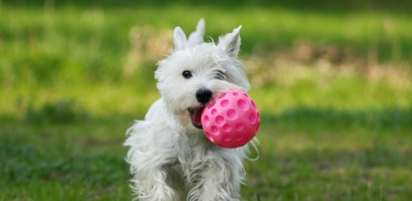 Dog Play Areas Program | San Francisco Recreation and Park