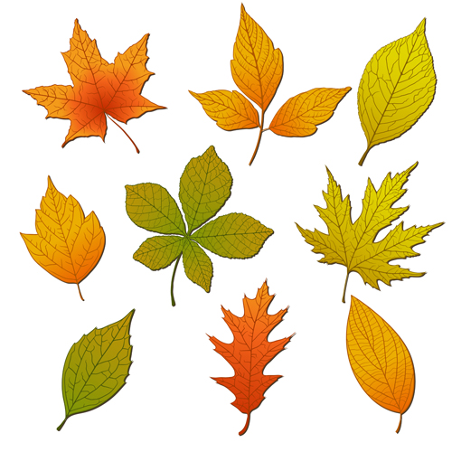 Bright autumn leaves vector backgrounds 01 - Vector Background ...