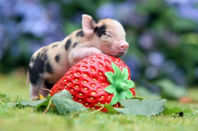 Daily Dose of Cute: Micro Pigs - V1 News Gallery