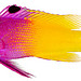Fish images - Sprixi image search engine