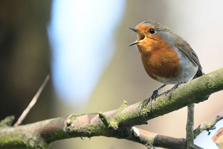 TanveerNaseer.com » Changing our Behaviours – A Lesson From the Birds