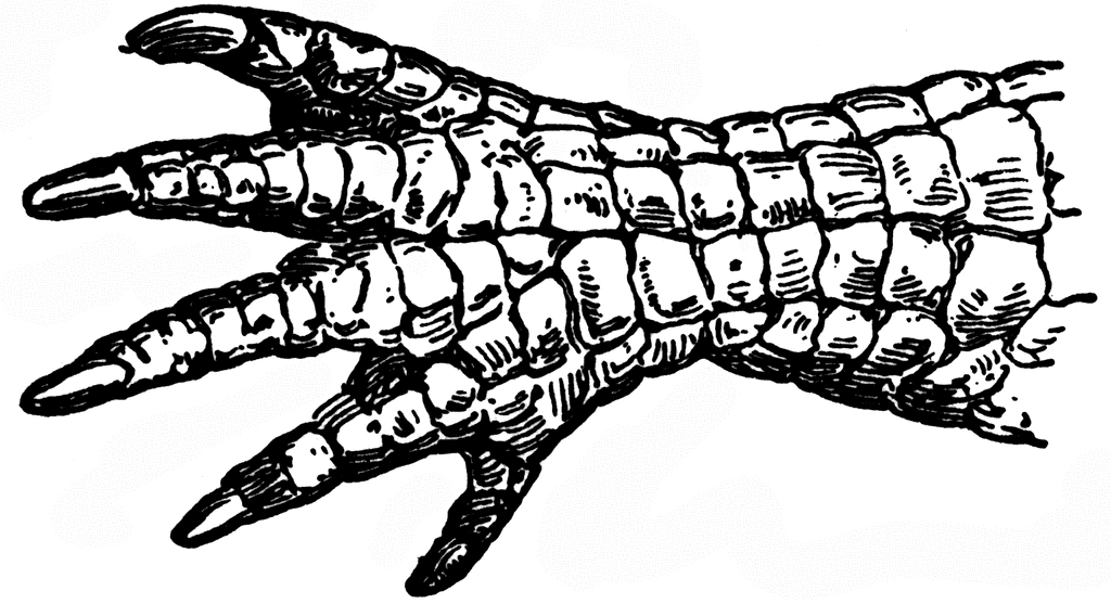 Alligator | ClipArt ETC