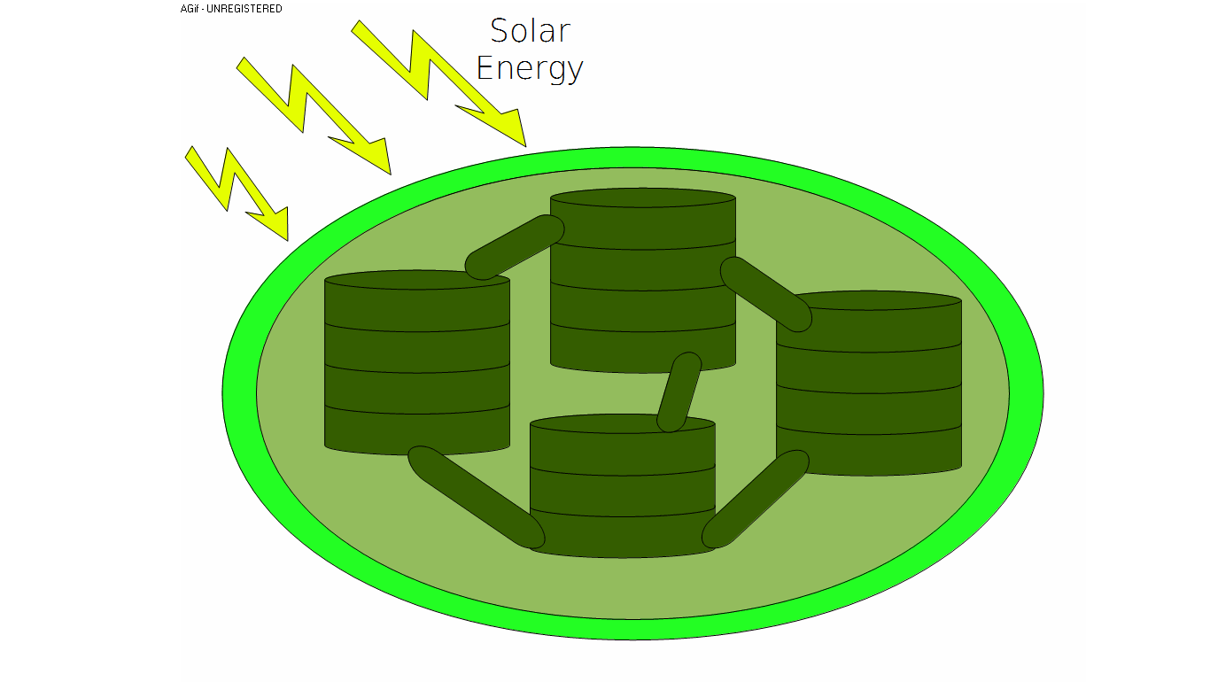 File:Photosynthesis (animated).gif - Wikimedia Commons