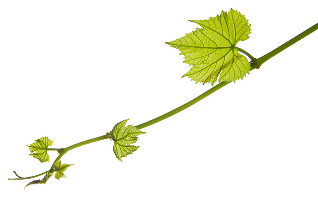 Grape Leaf.png - ClipArt Best