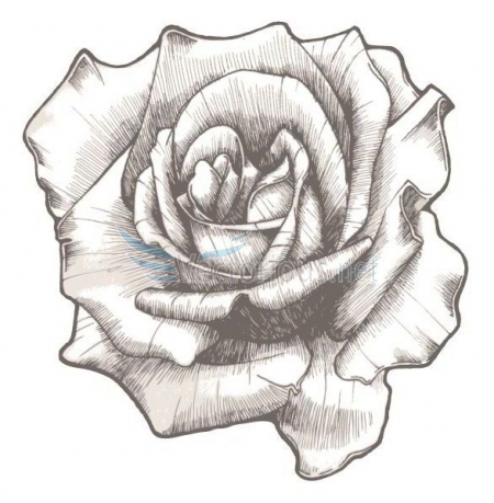hand drawn rose vector illustration - Stock vector art graphics ...