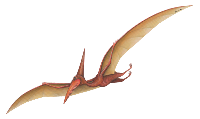 Type of Flying Dinosaurs | Dinosaurs Pictures and Facts