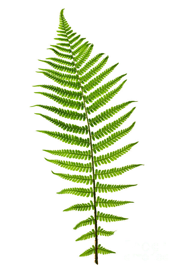 Fern Leaf by Elena Elisseeva