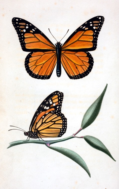 Animal – Insect, Butterfly 2 | Vintage Printable at Swivelchair ...