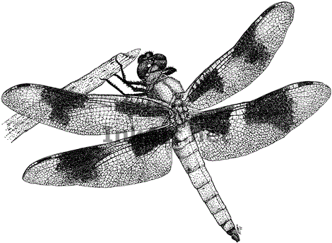 Eight-Spotted Skimmer Dragonfly (Libellula forensis) Stock Art ...