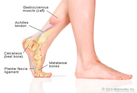 Foot Picture Image on MedicineNet.com