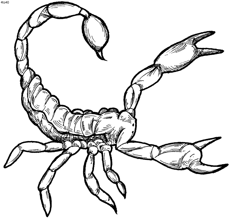 Scorpion Drawing For Kids - Gallery