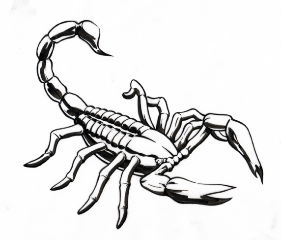 Gallery For > Emperor Scorpion Tattoos