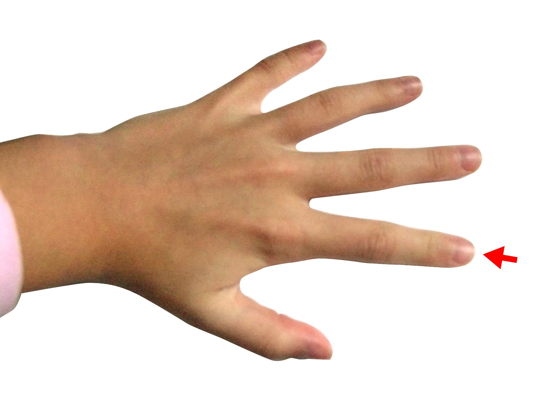 File:Hand - Index finger.jpg - Wikimedia Commons
