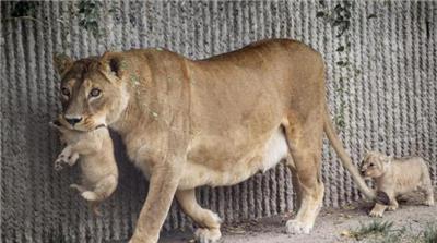 Zoo animals on the loose in Georgia amid deadly floods - Al ...
