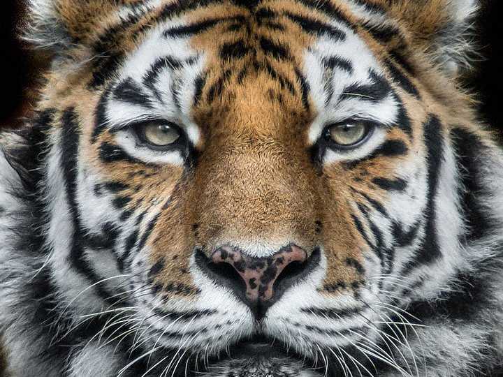 Wolf Ademeit's Human-like Animal Photos - Business Insider