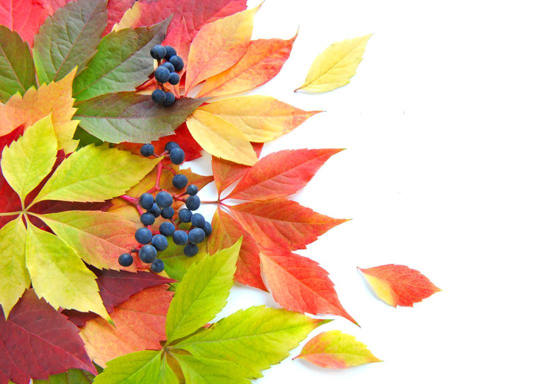 Autumn leaves - (#88669) - High Quality and Resolution Wallpapers ...