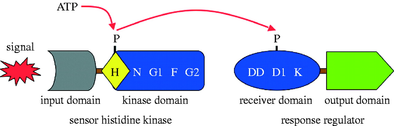 Chloroplast two-component systems: evolution of the link between ...