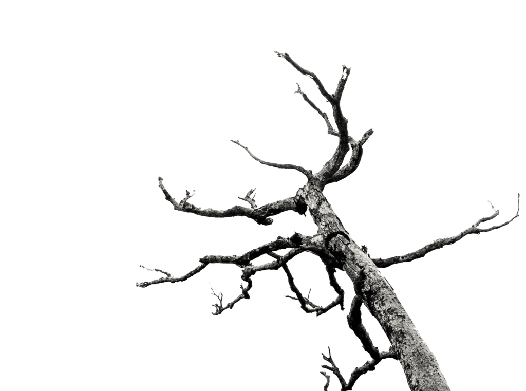 Dead Tree/Branches Stock (png) by AkaSling on deviantART