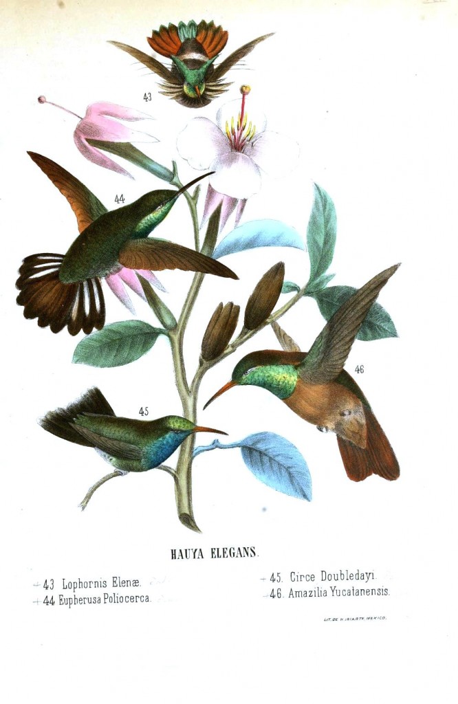 Animal – Bird – Hummingbird, Mexican 12 | Vintage Printable at ...