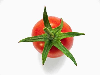 Tomato. Lycopersicon esculentum. Scientific classification ...